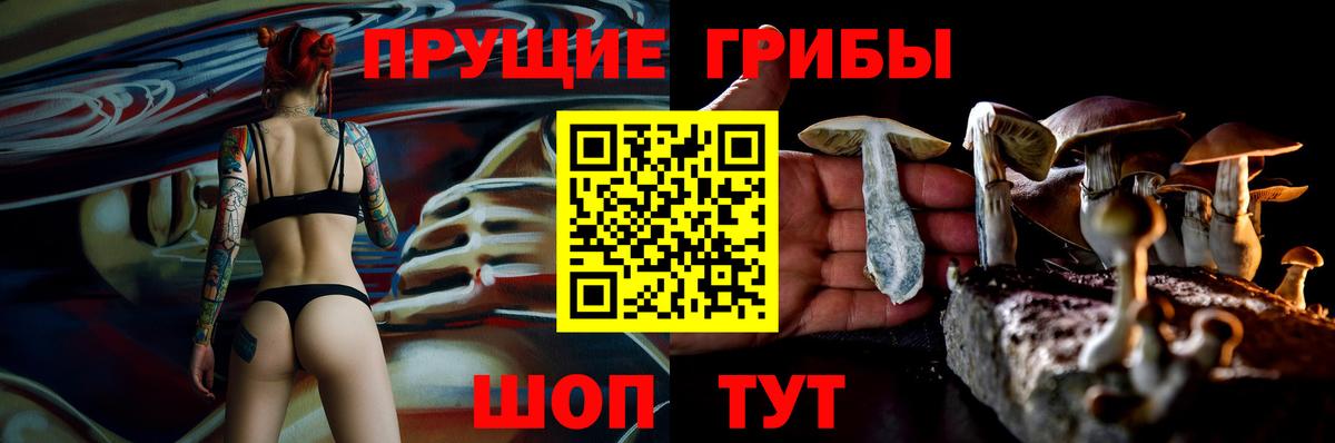 Кингисепп  Псилоцибиновые грибы прущие грибы  Вход с VPN 